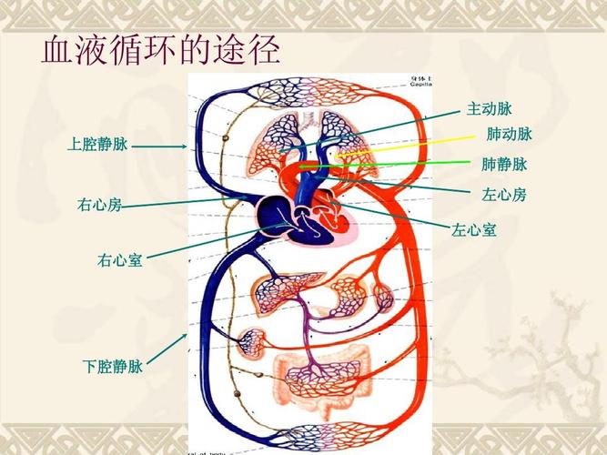 血液循环的途径 主动脉 上腔静脉 肺动脉 肺静脉 右心房 左心房 左
