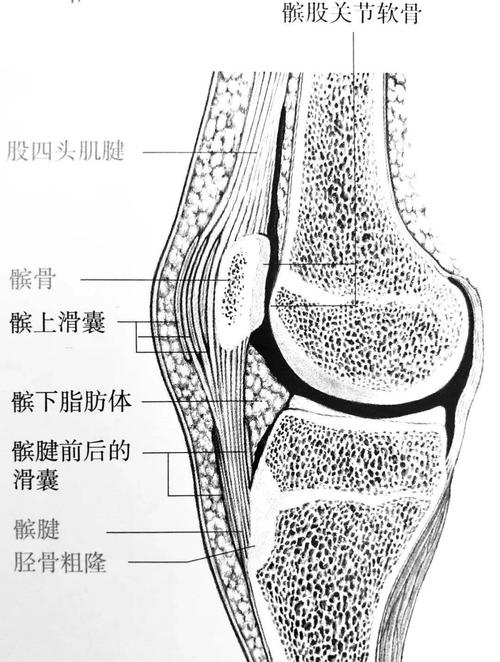 从胫骨粗隆开始的作用点髌腱髌骨作为动力源的股四