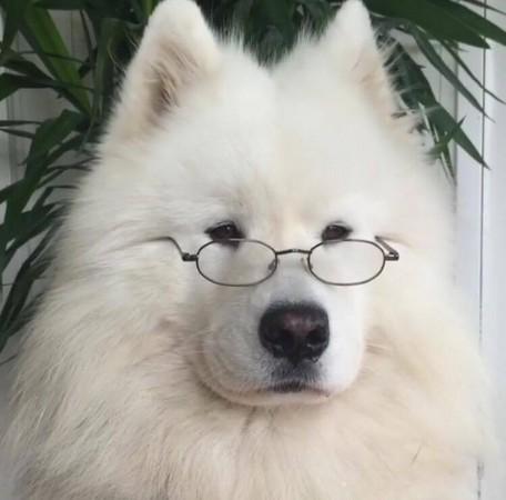 是你吗校长? 萨摩耶犬戴眼镜模样激似「邓不利多」