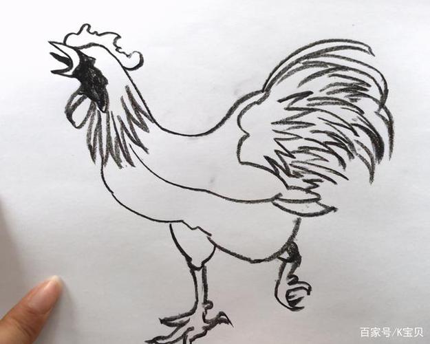 一只大公鸡的自白,简笔画一直鸡呼叫大家关注鸡价