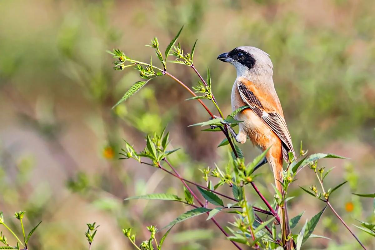 伯劳鸟 #野生鸟类摄影 #爱护大自然保护野生鸟类与野生动物  - 抖音