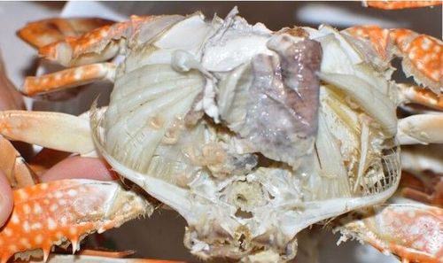 这样的螃蟹你还敢吃吗?一种线虫活的线虫还有食欲吗?