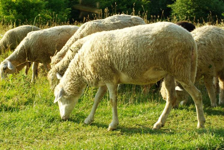 sheep是羊,为什么"you're a sheep"就不是"你是一只羊"?_her