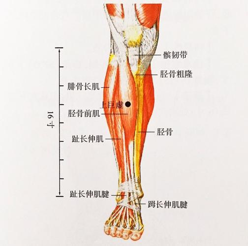 在小腿前外侧,当犊鼻下6寸,距胫骨前缘1横指(中指).