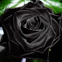 黑色的玫瑰花说说配图 有关黑色玫瑰花的配图_微信头像图片大全