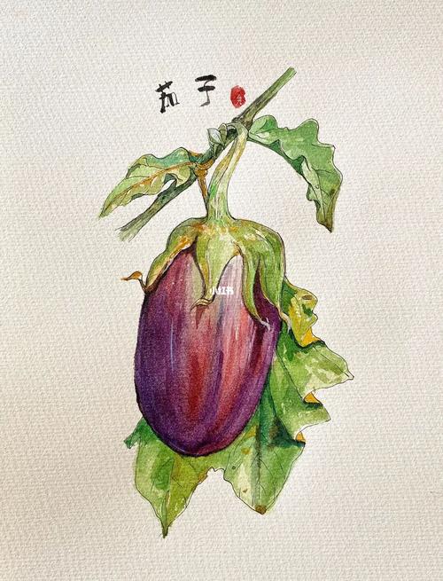 水彩蔬菜画一只茄子夏天是茄子成熟季