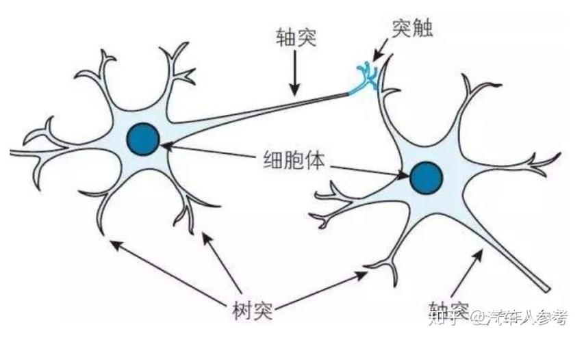 人的大脑是由数以千亿个神经元组成,神经元是人脑神经系统的基本单位.