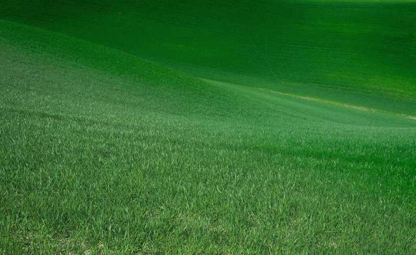 绿色的草场,高清图片,摄影-纯色壁纸