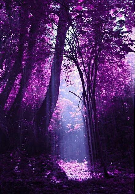 意境紫色花海风景图片