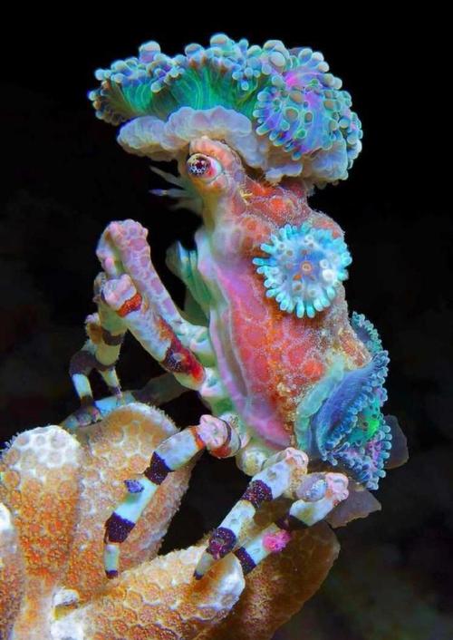 装饰蟹(decorator crab)会在身上"种植"活的海洋生物,形成一种天然