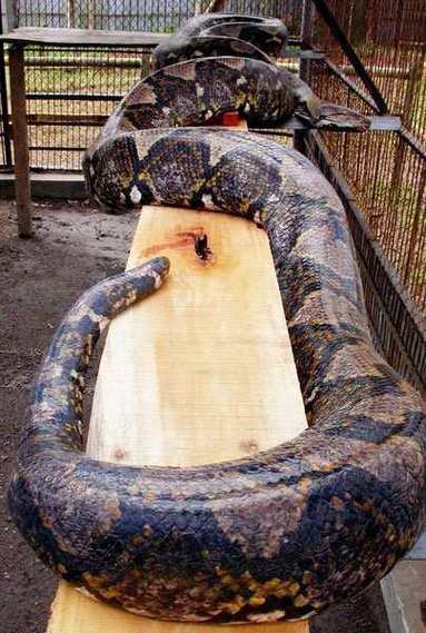 历史记录最大的蟒蛇多长(史前动物有多大)