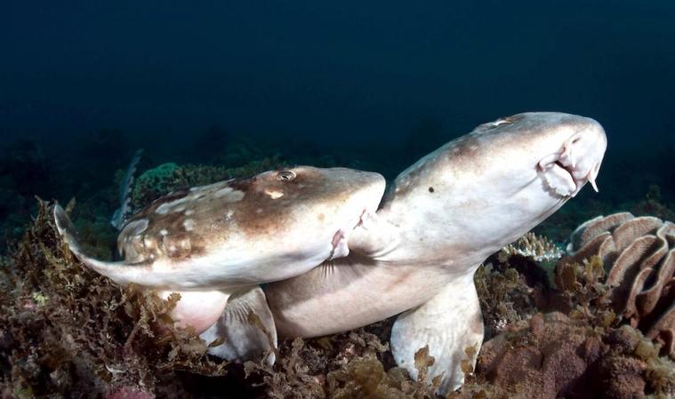  p>条纹斑竹鲨(学名: i>chiloscyllium plagiosum /i>)是须鲨科,斑竹