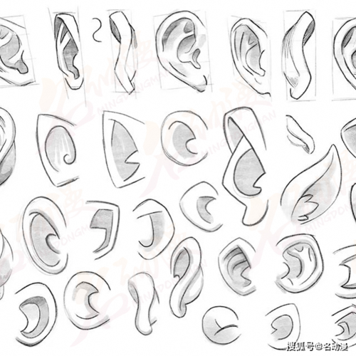动漫绘画中的人物耳朵怎么画?