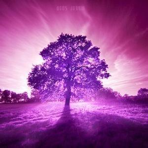 紫色光芒照射在大树上风景头像
