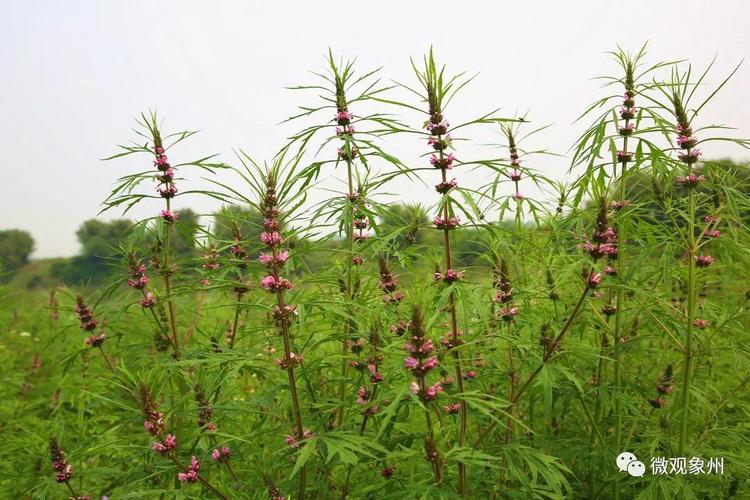 象州县发现一处200亩野生中药益母草
