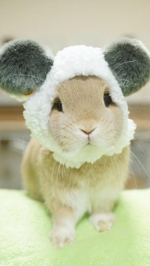萌化人心的小兔子萌宠可爱图片手机壁纸-动物-壁纸下载-美桌网