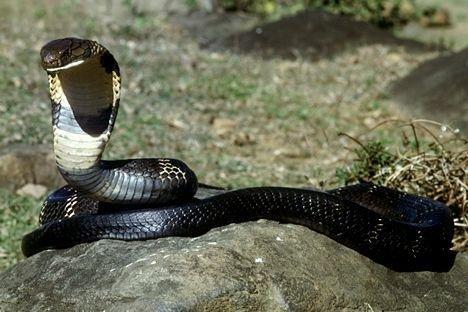 非洲死神是黑曼巴蛇,它的毒无药可解