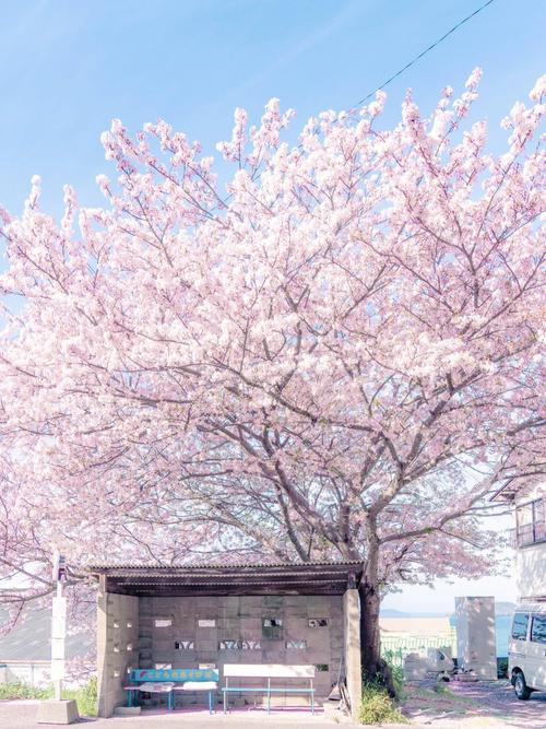 日本网友投稿的樱花照片