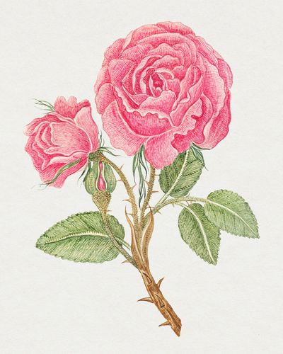 复古粉红玫瑰psd插图从18世纪的艺术作品从史密森档案混合素材-高清图
