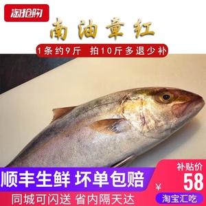 南油台海鲜活章红鱼红甘鱼大海野生新鲜海鱼鰤鱼特级刺身1斤58