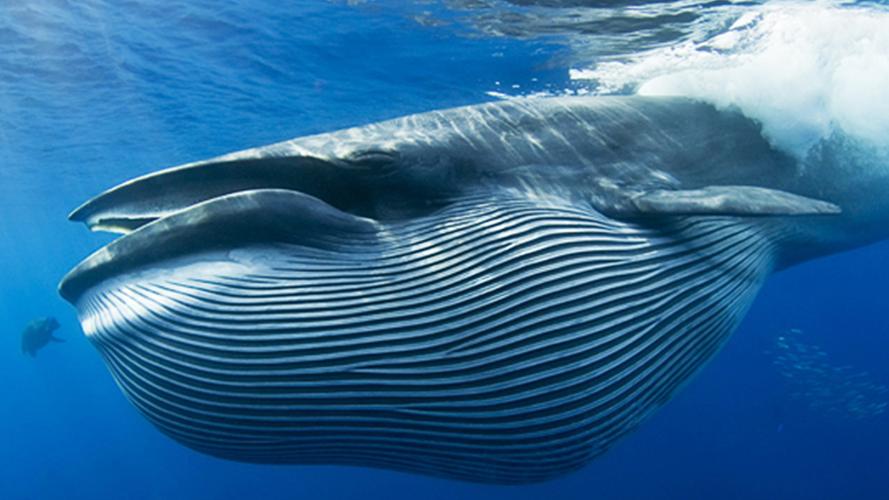 5,抹香鲸这些鲸鱼是巨大而危险的食肉动物.