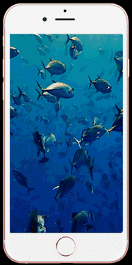鱼群 旗鱼 游 海洋 海底 动态 锁屏 livephoto 动图 壁纸