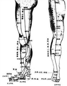 (图)下肢部经络腧穴1
