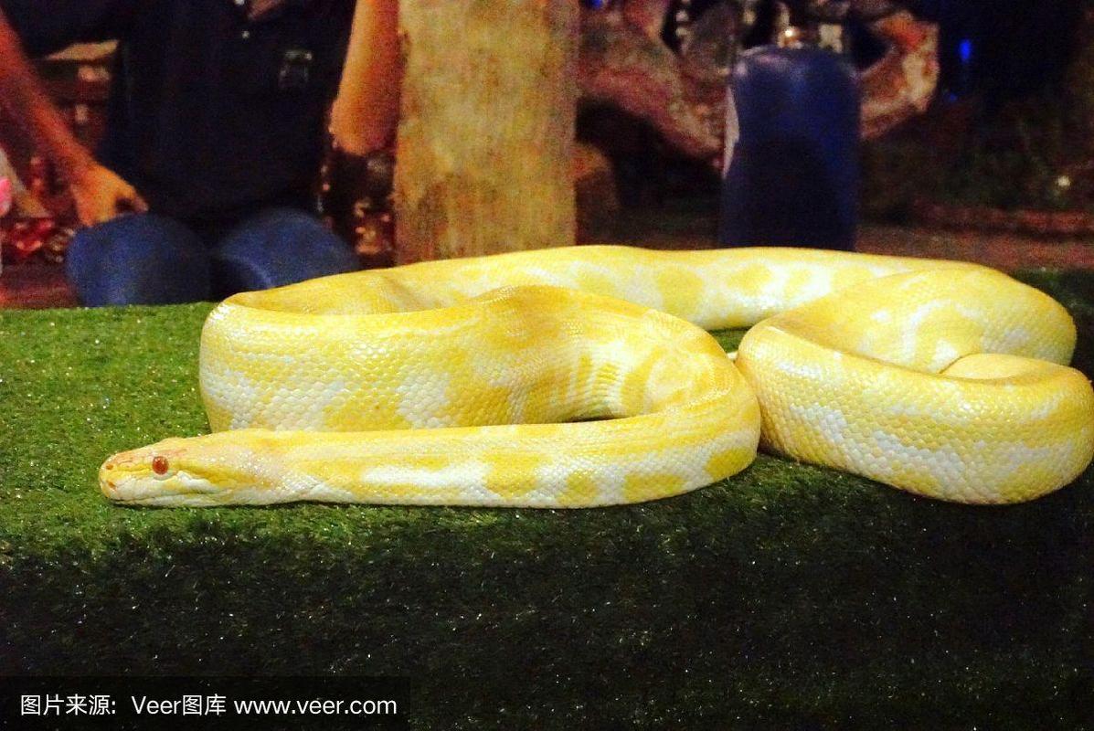 美丽的金黄色蟒蛇