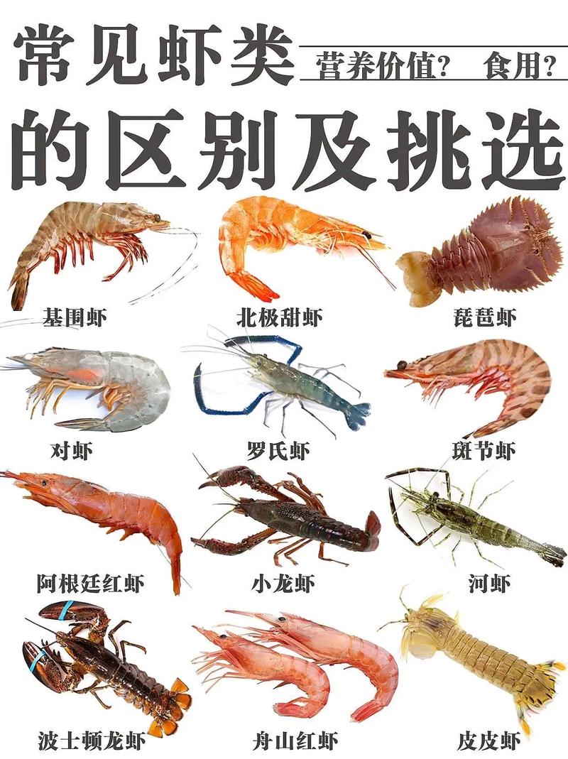 虾#虾的种类与作法 - 抖音