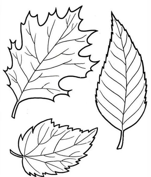 秋天来了一为大家准备几张简单漂亮的树叶简笔画