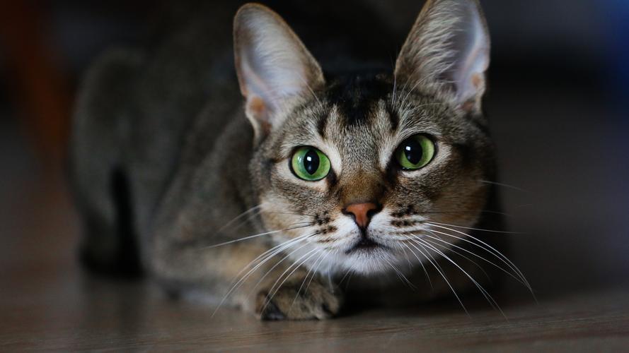 绿眼睛猫正面图,朦胧 iphone 壁纸