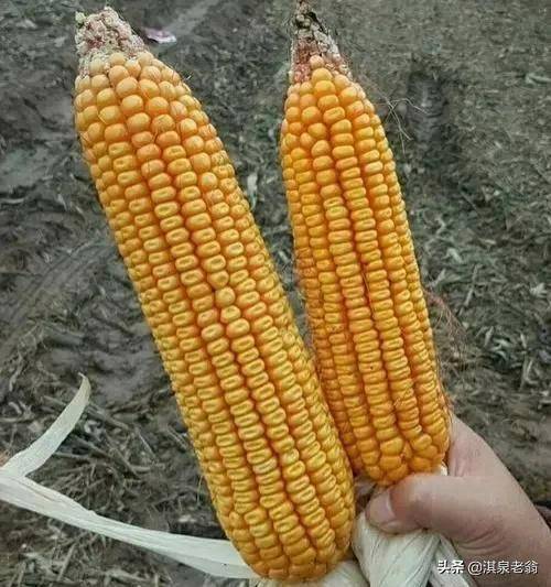 种植面积累计最大的玉米品种,你种过吗?来看看吧_夏种_国审_选育