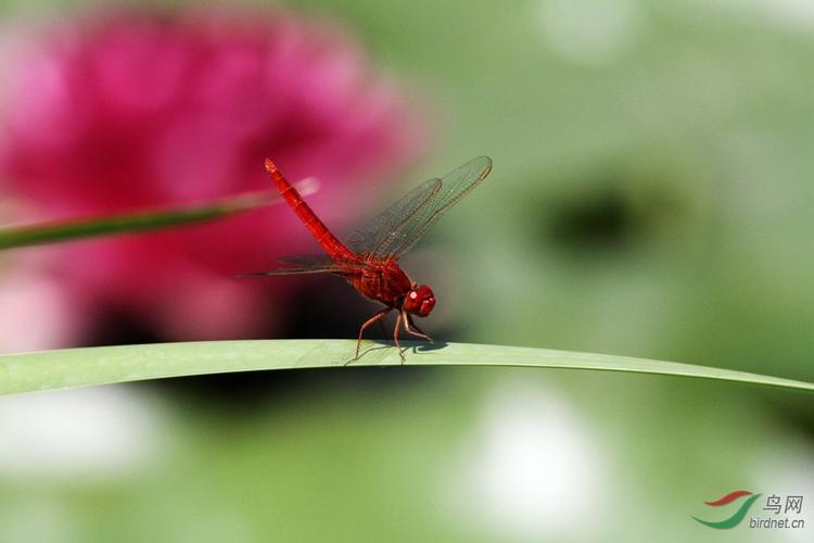 红辣椒蜻蜓