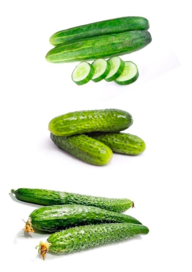 黑白简笔画—黄瓜(cucumber) —简笔画练习 —知识普及: 06名字来源