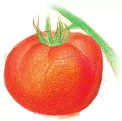 西红柿彩铅画法步骤:一步一步教你画一个又大又红的西红柿