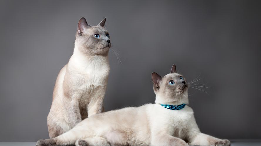 壁纸 两个可爱的猫,蓝眼睛,灰色的背景 3840x2160 uhd 4k 高清壁纸