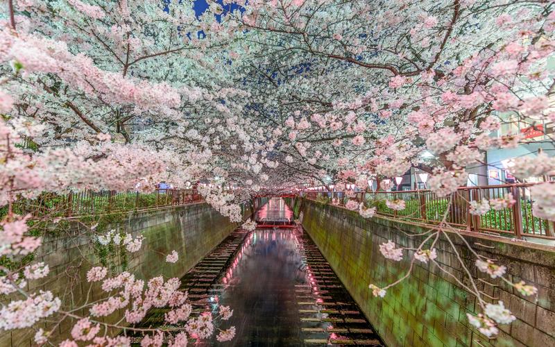 壁纸 东京,日本,樱花,美丽的花