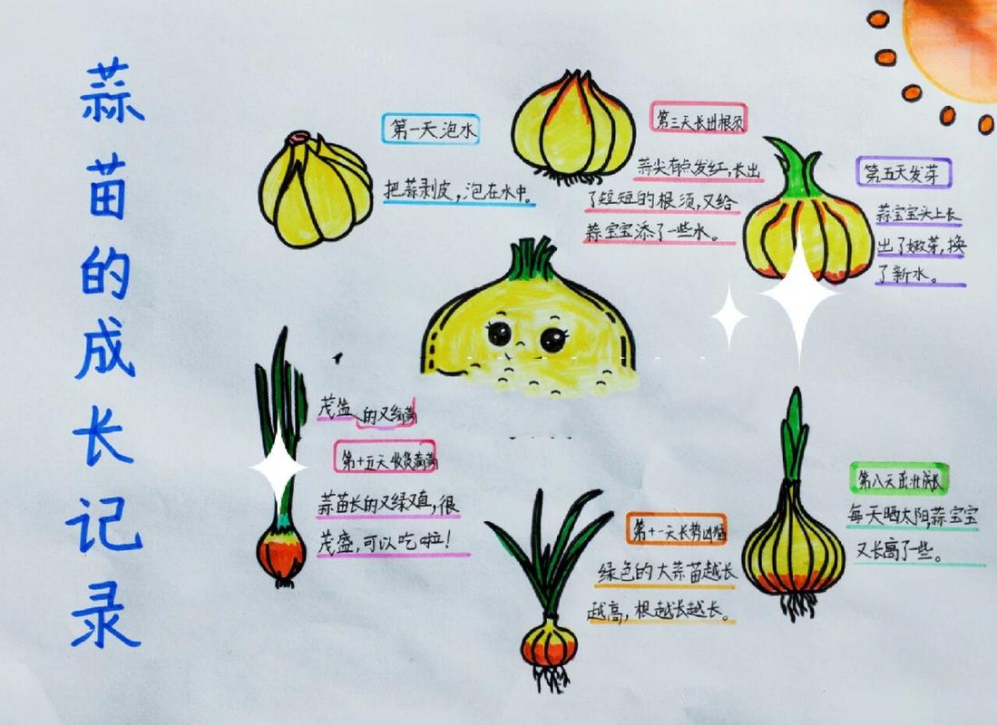 植物生长过程之大蒜蒜苗的成长观察记录绘画 大蒜的生长过程,大蒜变