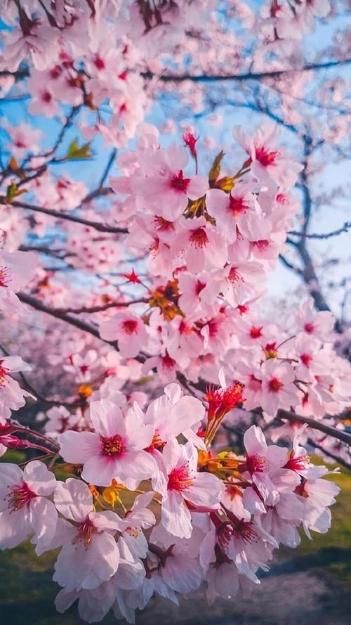 遇见浪漫唯美的樱花世界,植物-手机壁纸