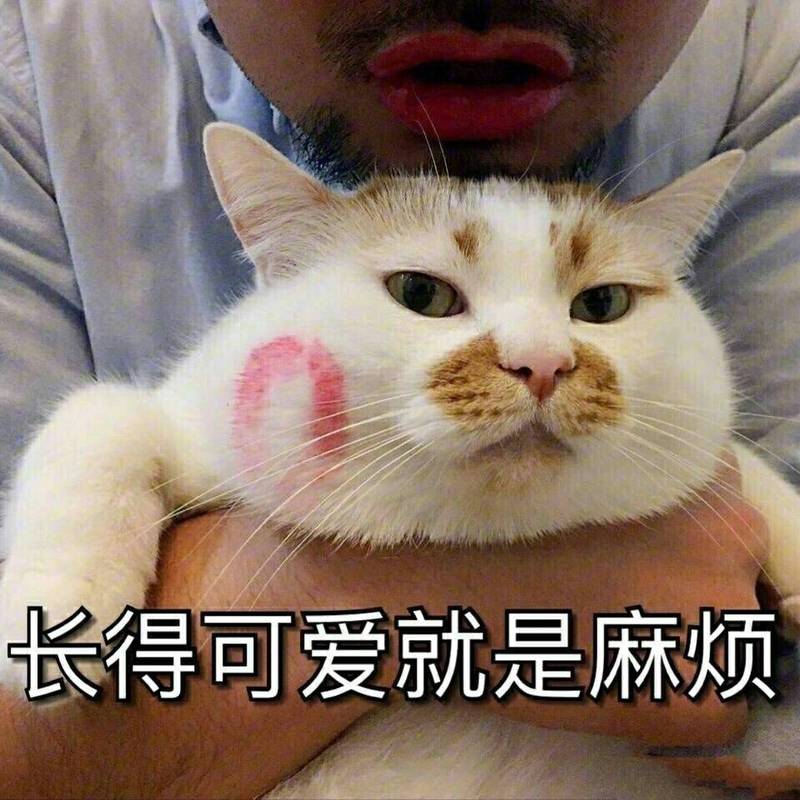 猫咪沙雕可爱表情包