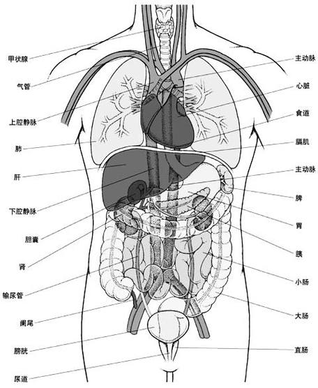 人体的器官都在什么位置 人体内器官分布图及解说