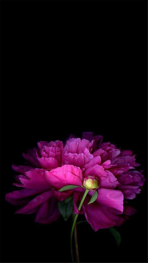 纯黑系花卉植物高清手机壁纸,植物,唯美,植物,高清,小清新,花卉,手机