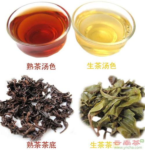 普洱茶生茶和熟茶功效对比
