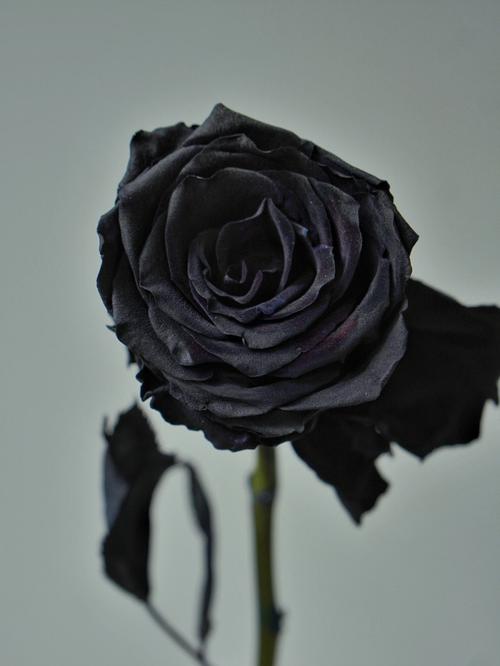 厄瓜多尔黑玫瑰socool的暗夜精灵