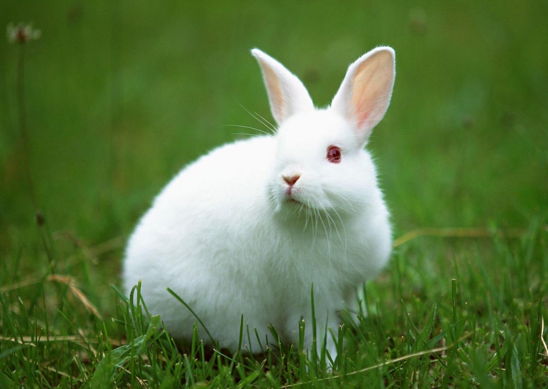 求一套绿色背景白色的兔子的图片