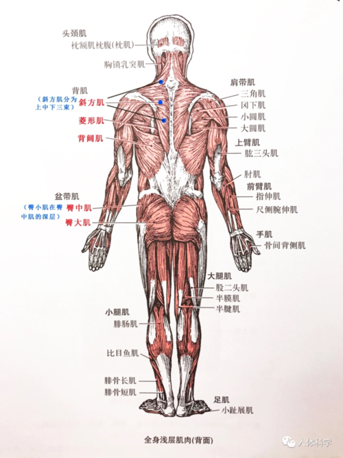 3d人体解剖图人体骨骼肌肉