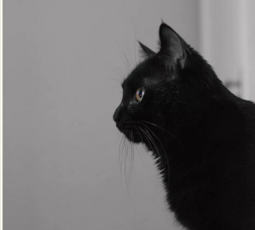 一直黑纯色的猫在夜间的时候是十分神秘与高冷的.