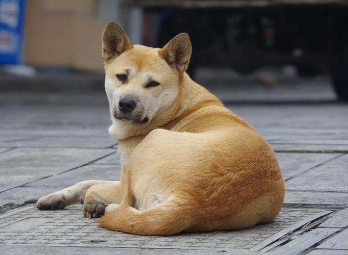 0-200元体型:小型犬,中型犬(纯种田园犬比较少见,串串狗比较多)中华