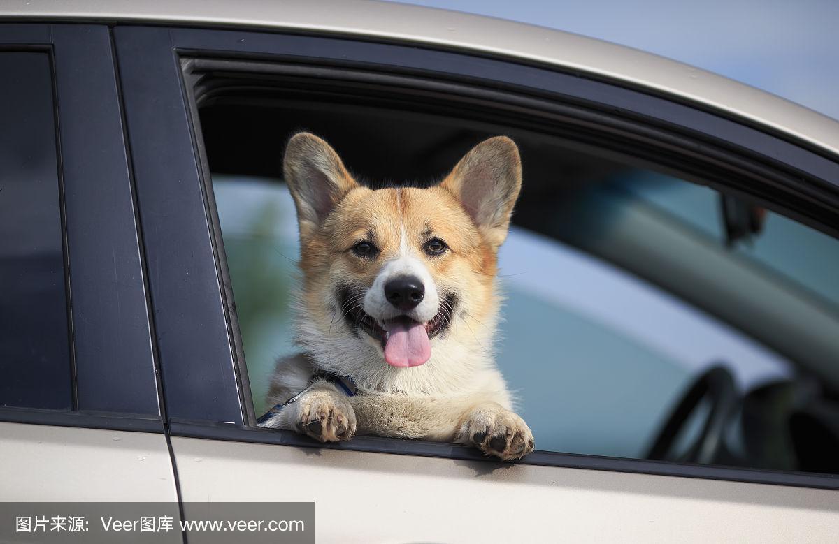 在一个温暖的阳光明媚的日子里,一只红色的柯基犬从车窗里伸出了他的