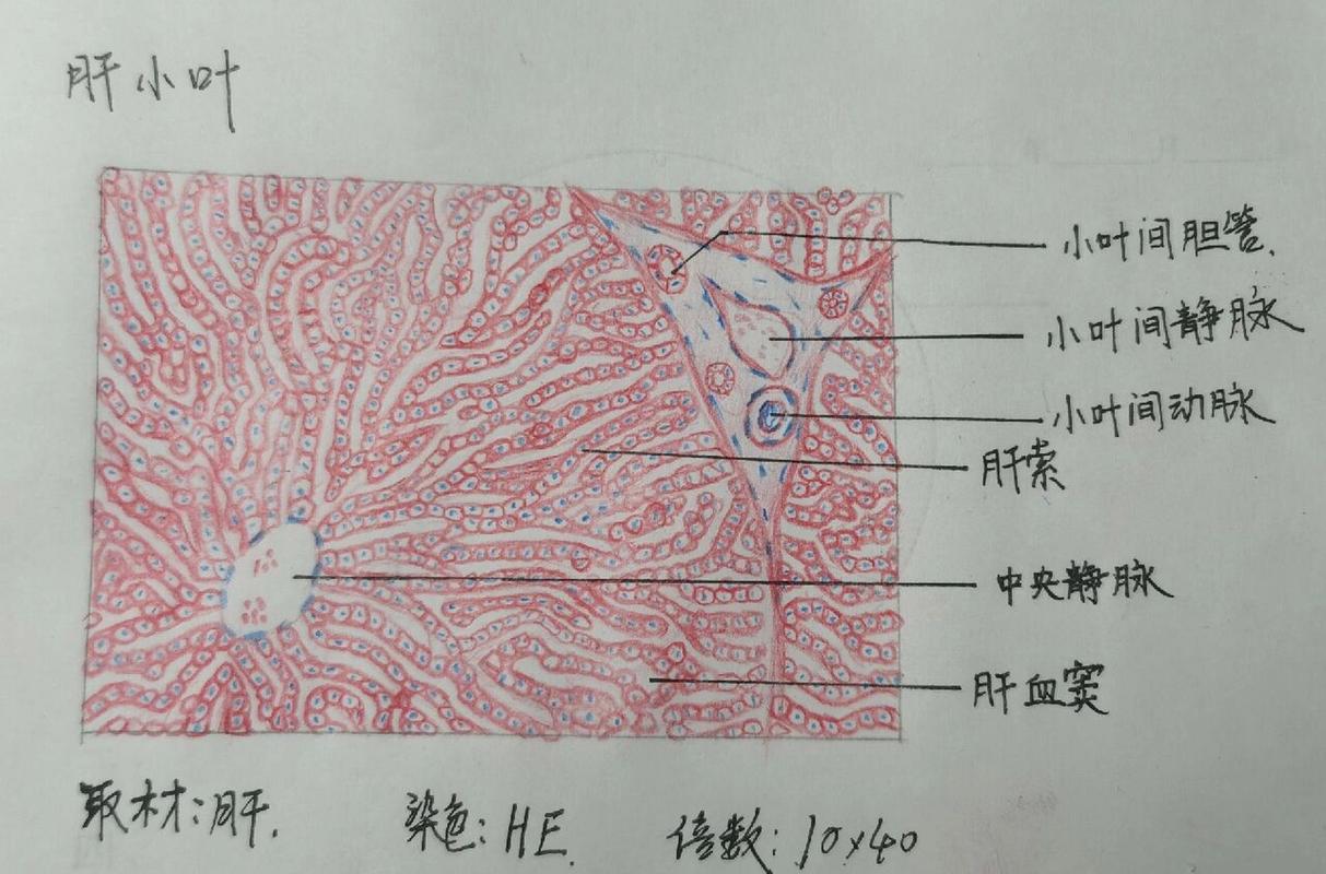 组胚实验 肝脏 肝小叶 门管区绘图